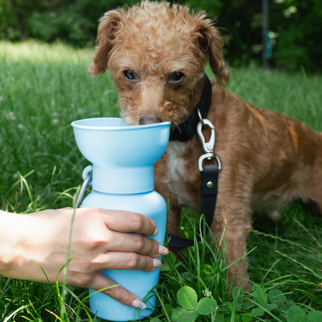 Dog Travel Water Bottle, 20oz, Flip Silicone