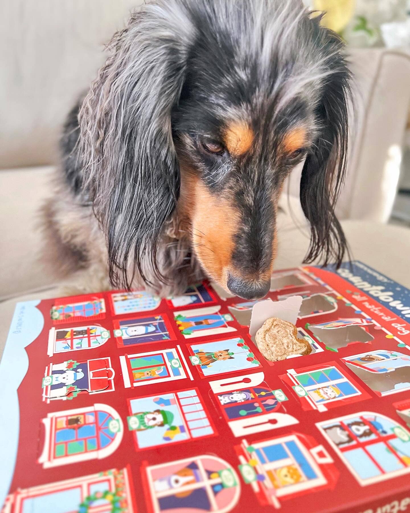 Advent Calendar - 25 Days of Dog Treats