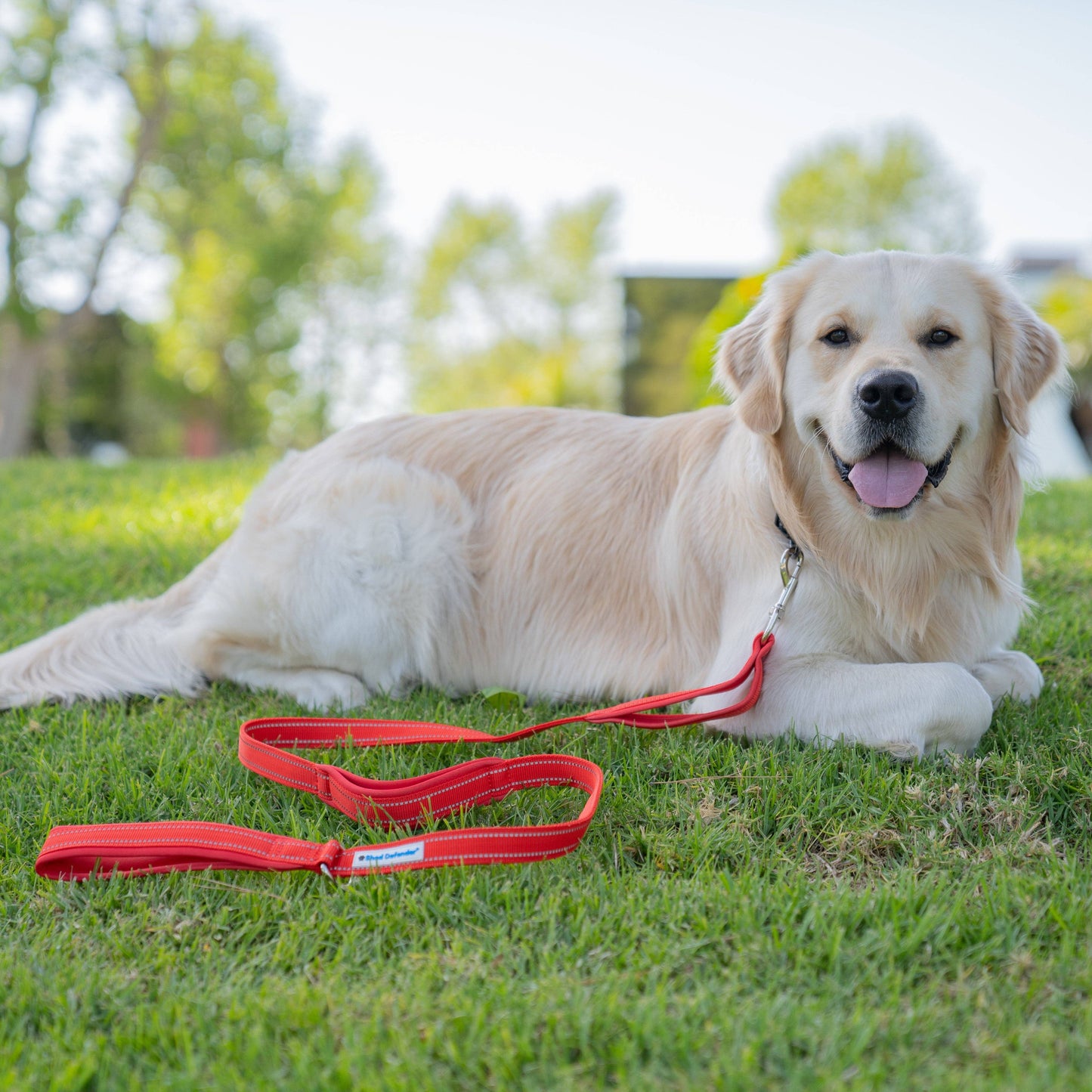 Standard Three Padded Handle Leash - 5 ft.