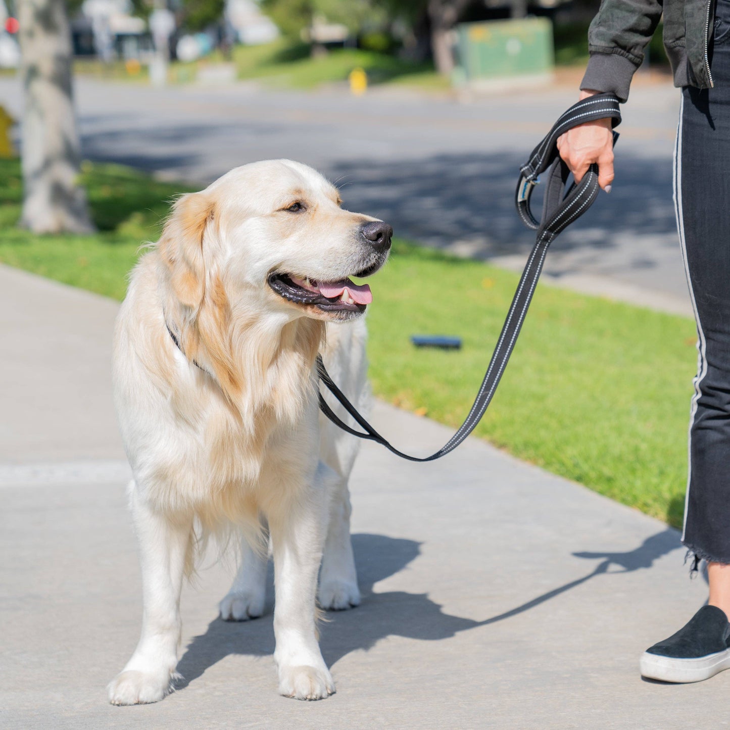 Standard Three Padded Handle Leash - 5 ft.