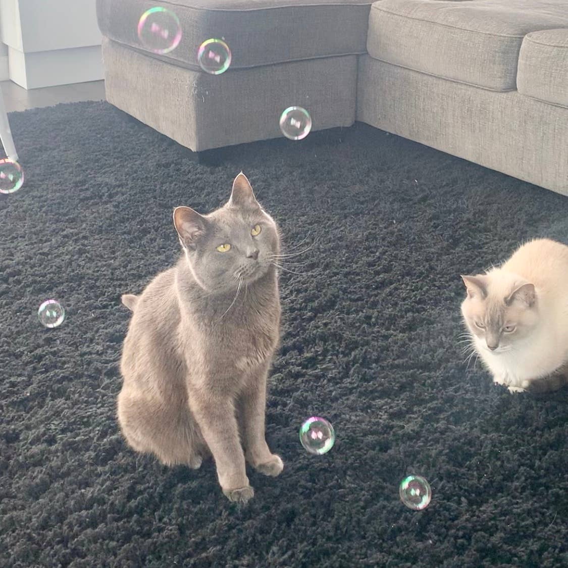 Cat Wine Bubbles Catnip