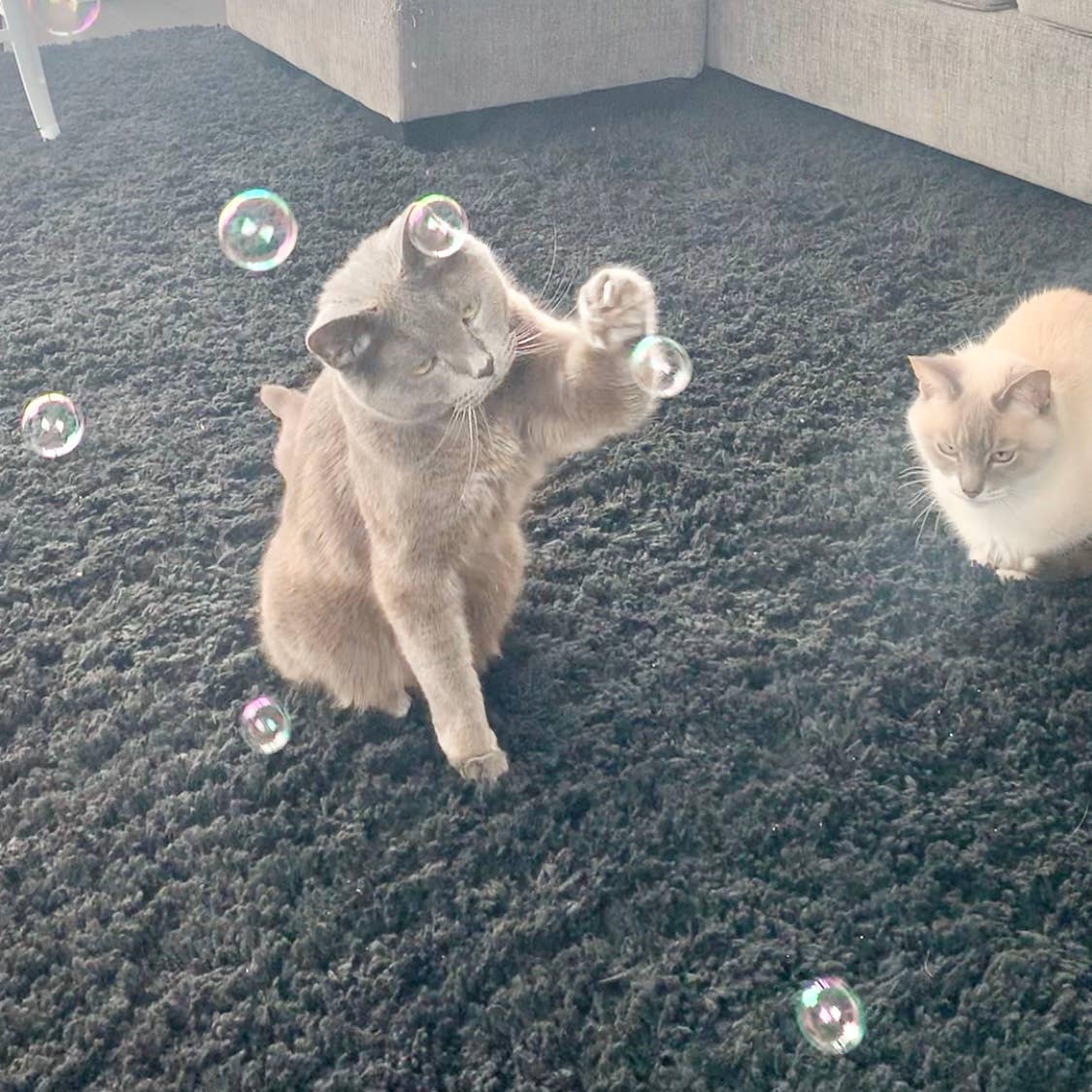 Cat Wine Bubbles Catnip