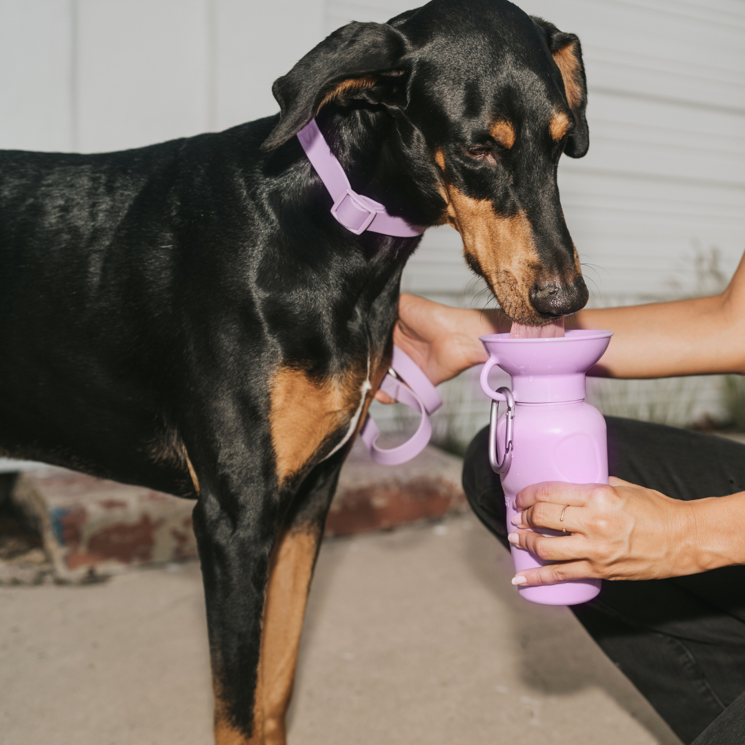 Dog Travel Water Bottle | Classic 22 oz |