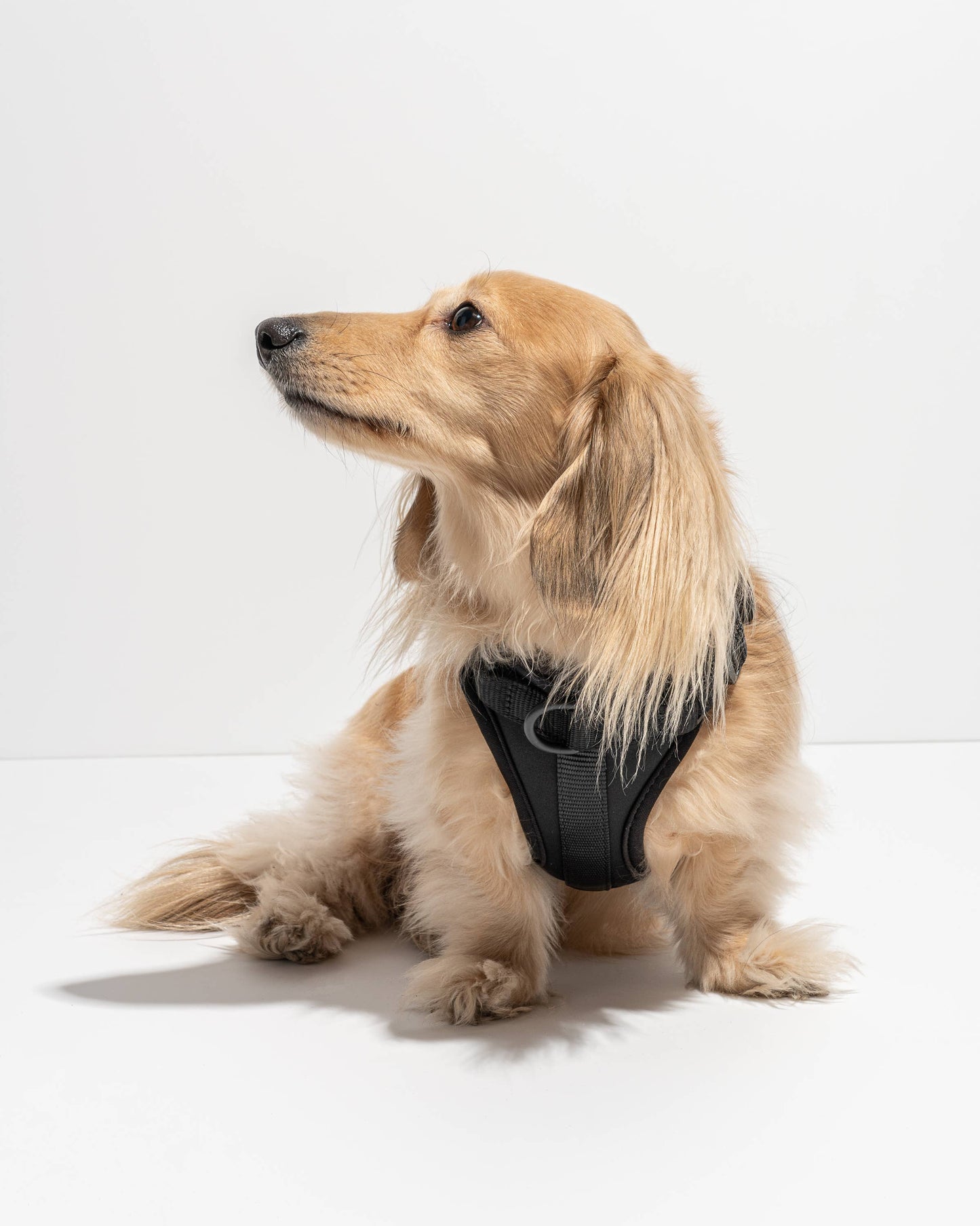 Adjustable Comfort Dog Harness