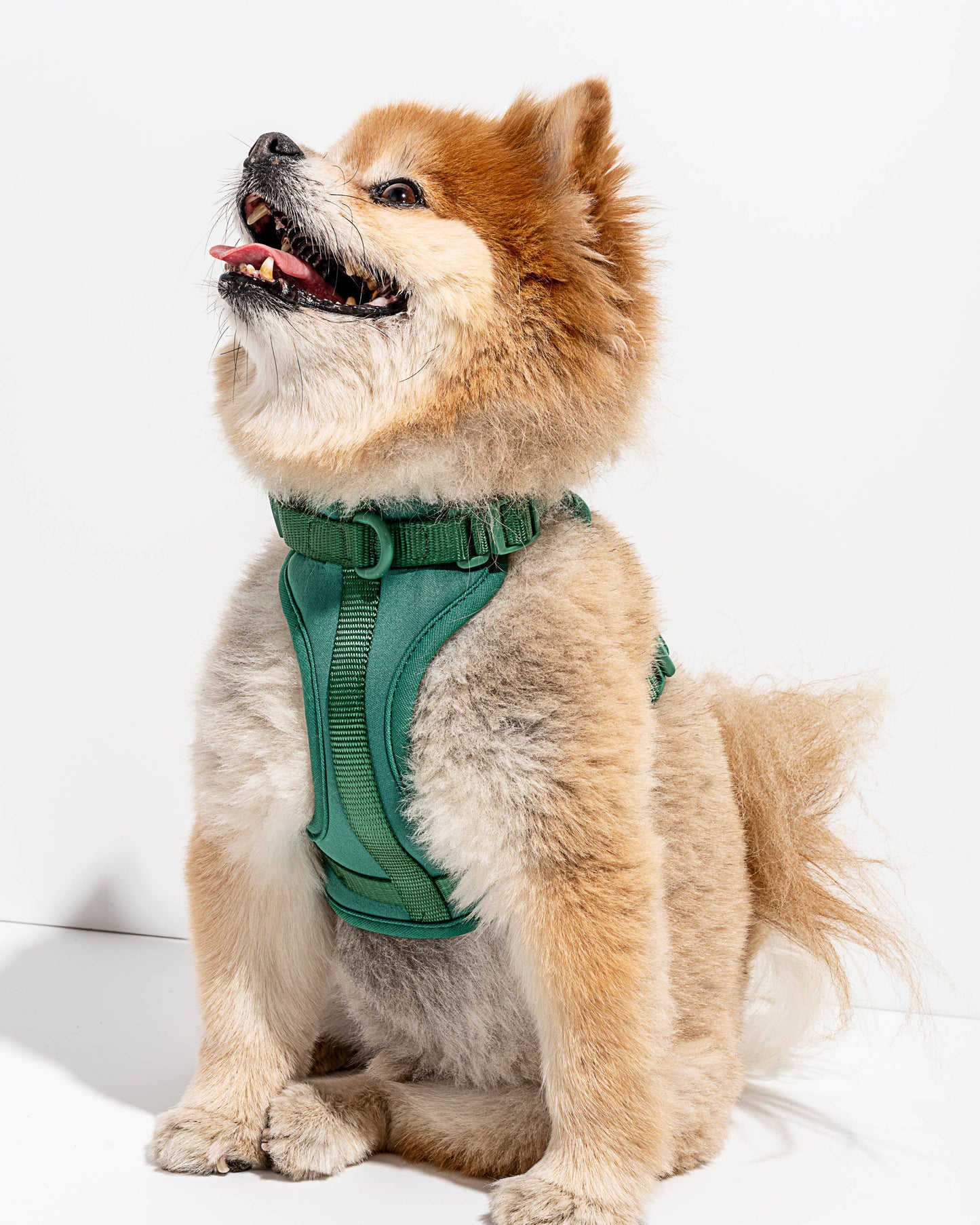 Adjustable Comfort Dog Harness