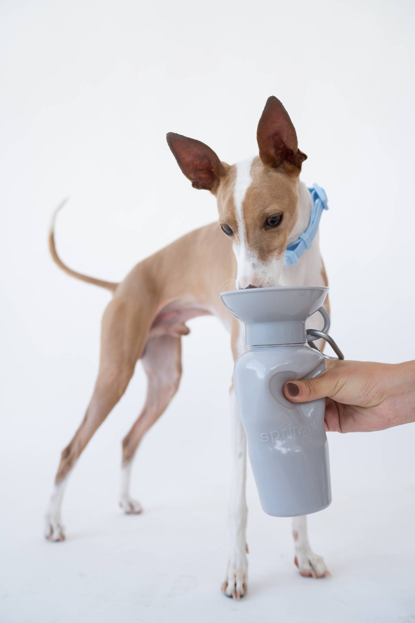 Dog Travel Water Bottle | Classic 22 oz |